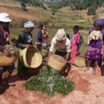 Madagascar : les parents apprennent les bonnes méthodes pour réaliser des potagers communautaires