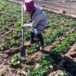 Cet été les 16 écoles d’Alatsinainy Bakaro ont réalisé des potagers